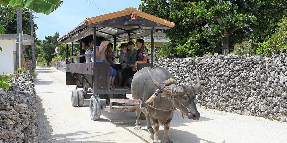 竹富島の水牛車