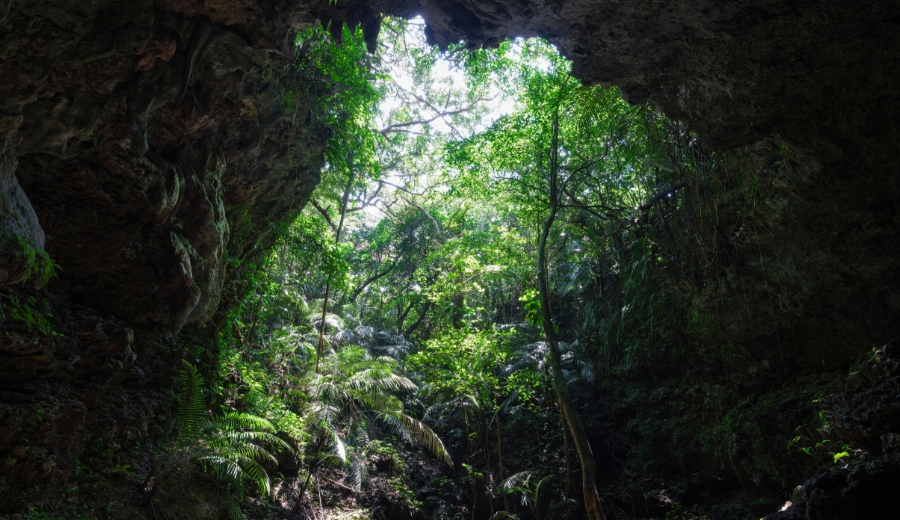 琉球石灰岩の鍾乳洞