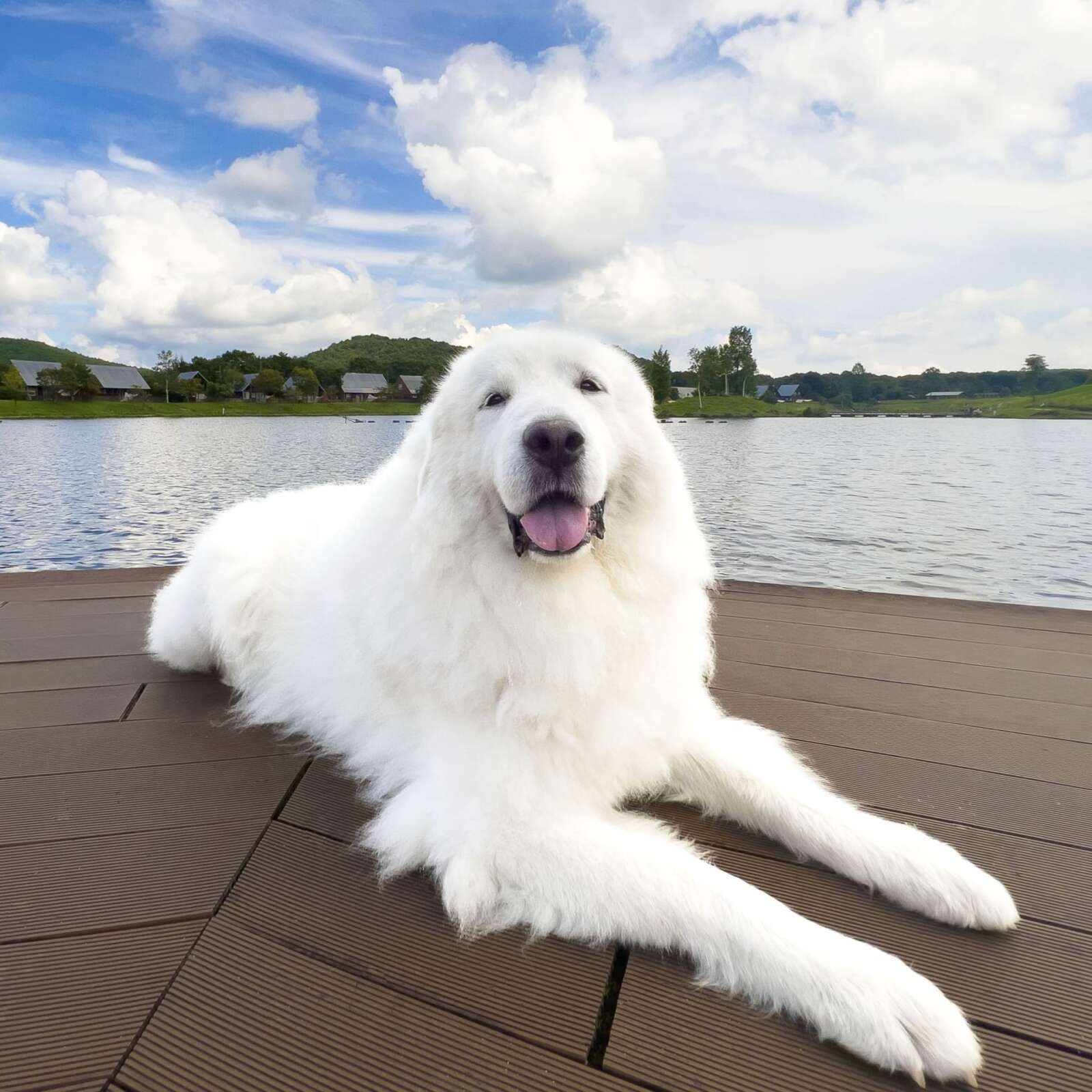看板犬のジーナ。全国看板犬ランキング1位