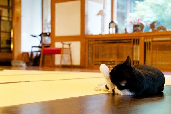 職場には猫も多いので、猫好きにはたまりませんね