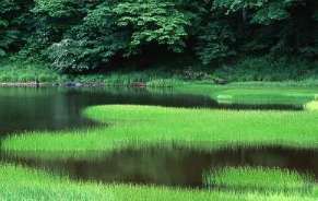 【大沼公園】トチノキやミズナラなどの森が広がり、春〜夏はミズバショウの群生や山野草、夏の虫・鳥の声、秋の紅葉など、季節ごとに変わる自然風景を楽しめますよ♪
