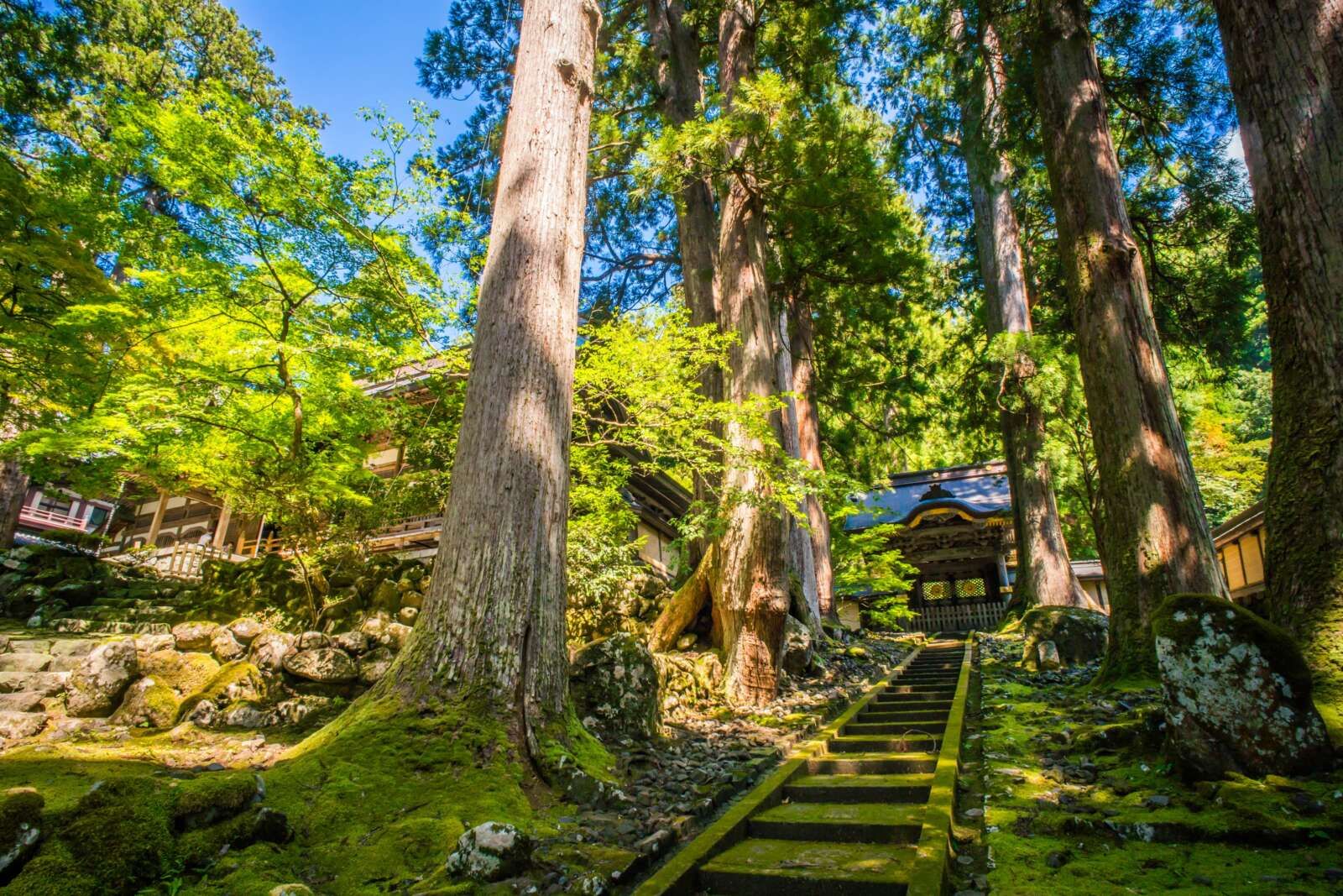 この画像は、福井県にある曹洞宗の大本山、永平寺の唐門付近を映したものです。境内は樹齢約700年の杉の木に囲まれており、四季折々の自然を感じられる禅の修行道場として知られています。