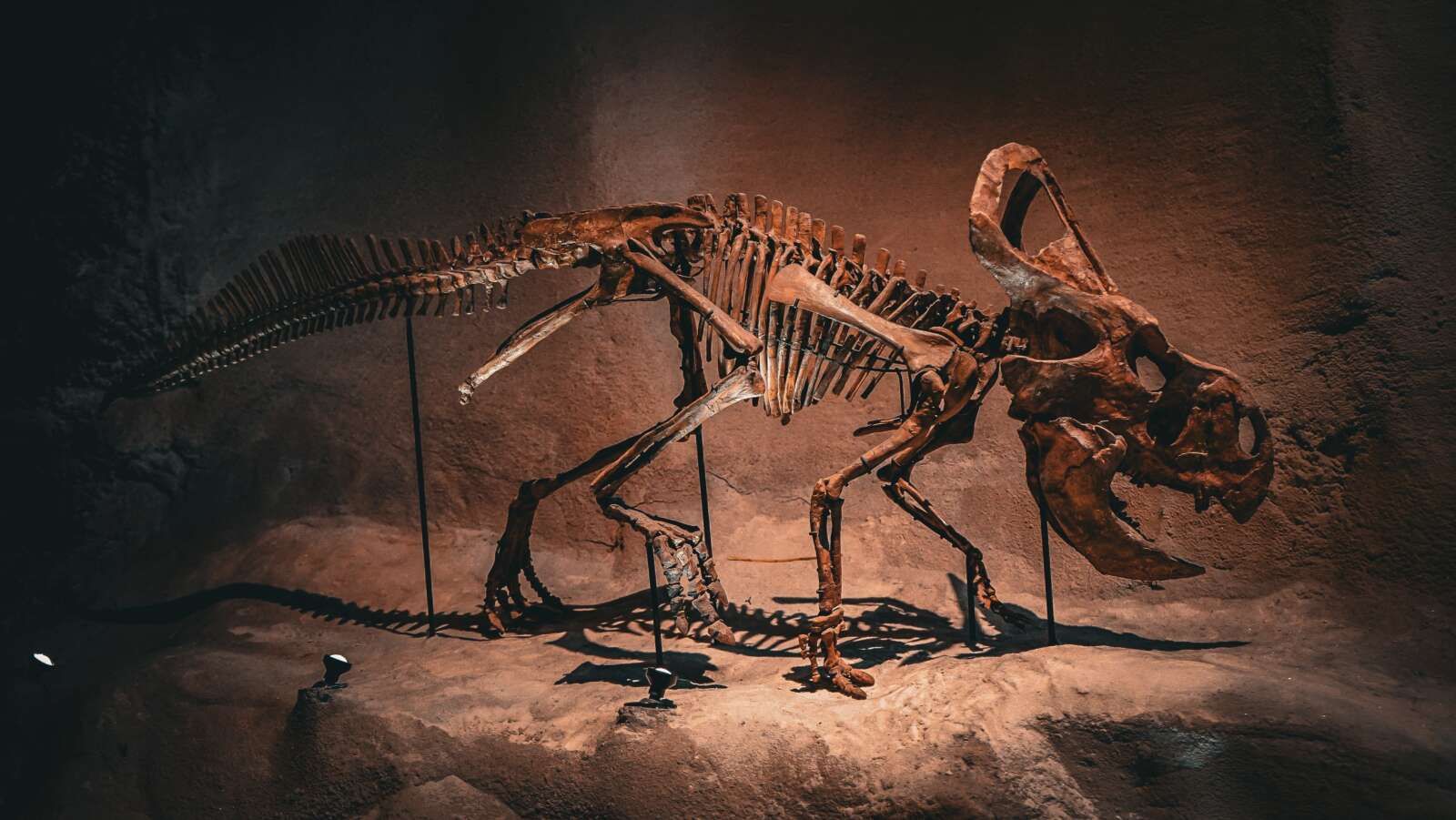 国内屈指の規模を誇る福井県立恐竜博物館が有名です。カナダのロイヤル・ティレル古生物学博物館、中国の自貢恐竜博物館と並び、世界三大恐竜博物館の一つと称されています。﻿