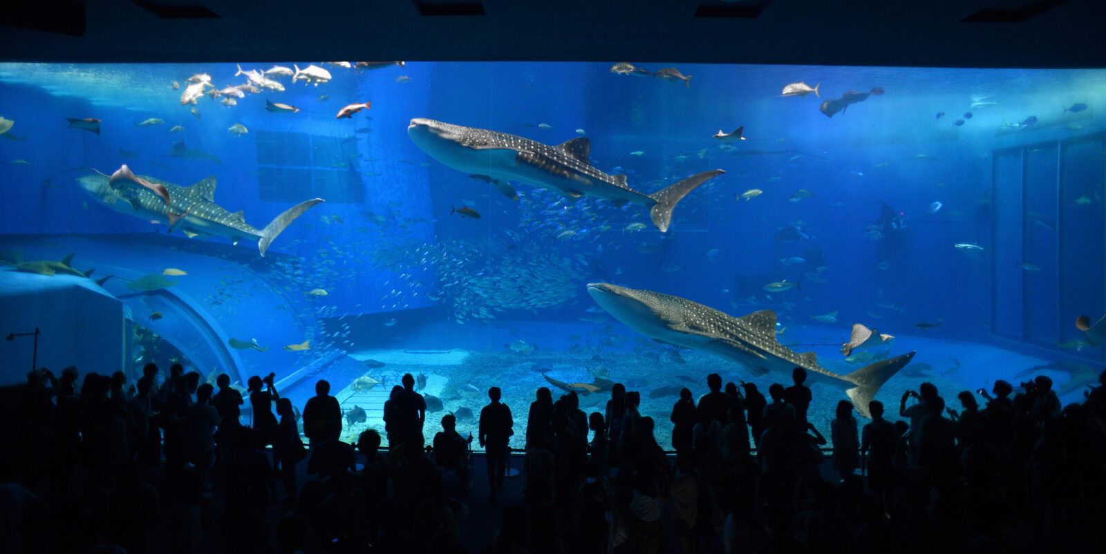 お休みの日は美ら海水族館へも行ってみてください