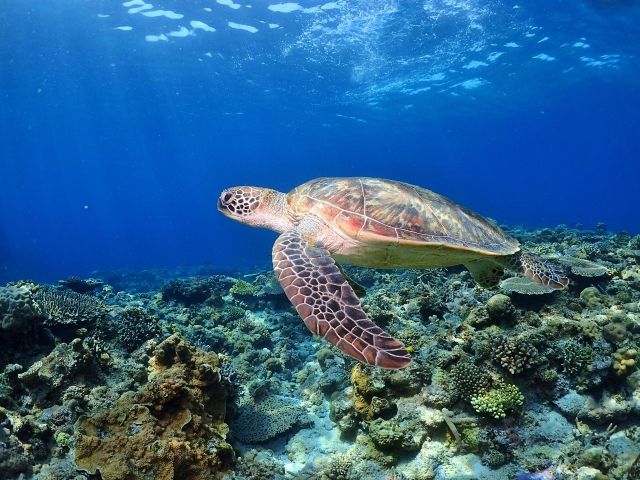 ウミガメにも会えるかも、、、