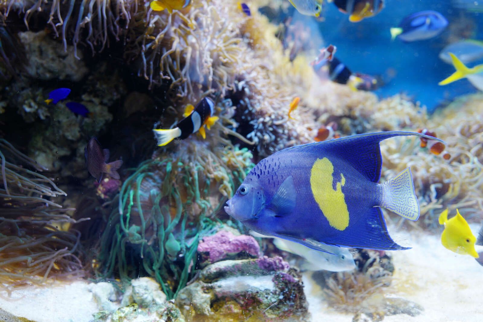 観光スポット④　鳥羽水族館-おさかな-