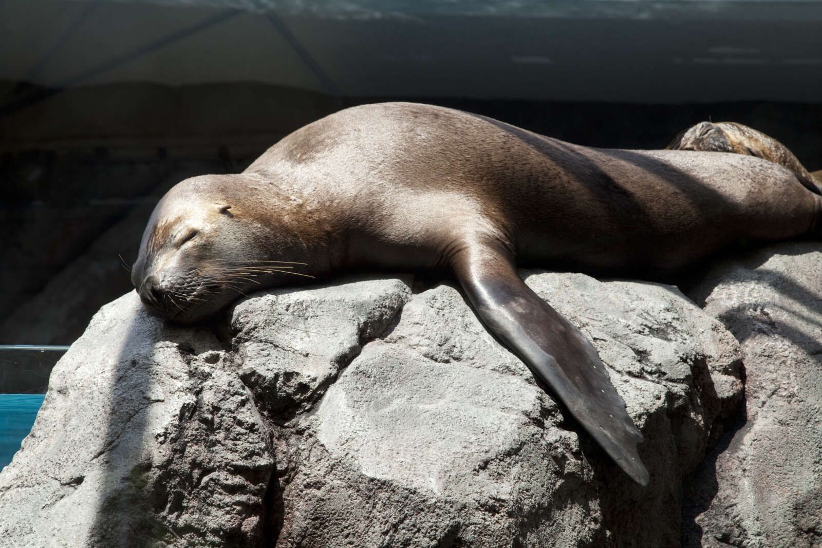 観光スポット④　鳥羽水族館-アザラシ-