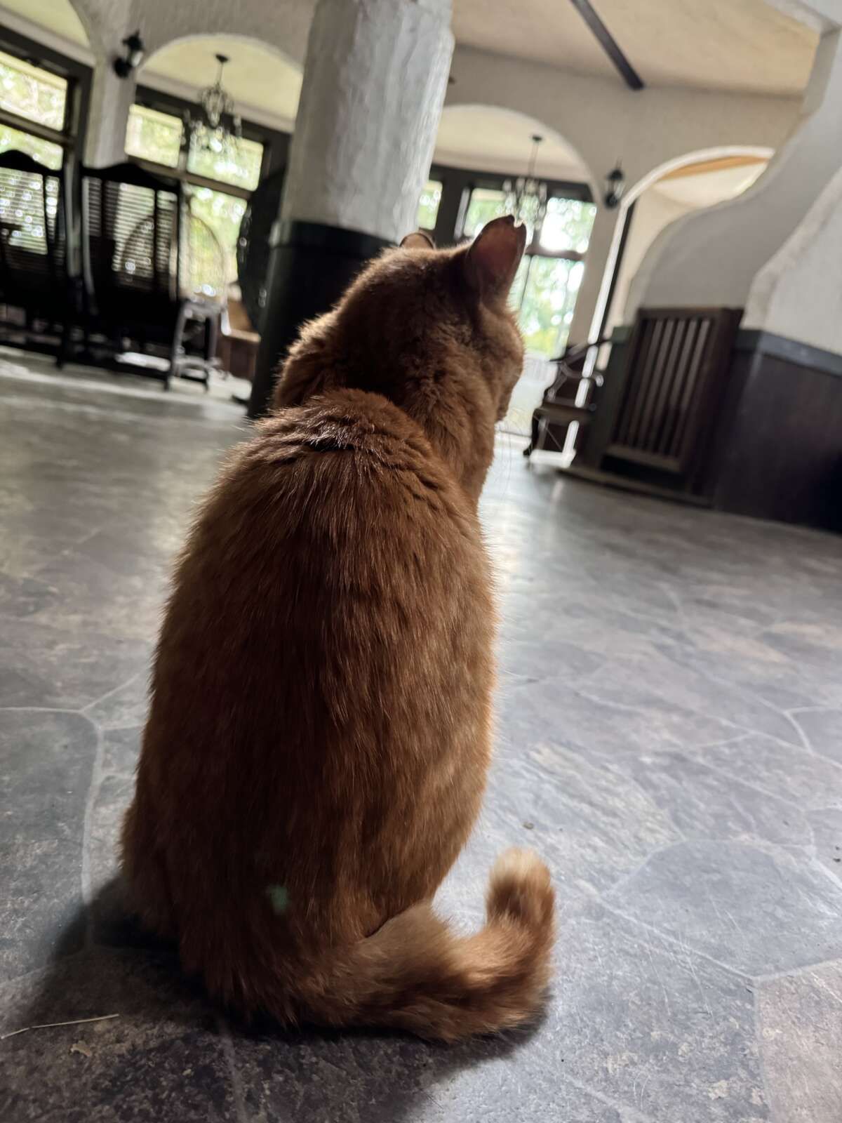 寮ロビーで撮影。近隣の野良猫。
