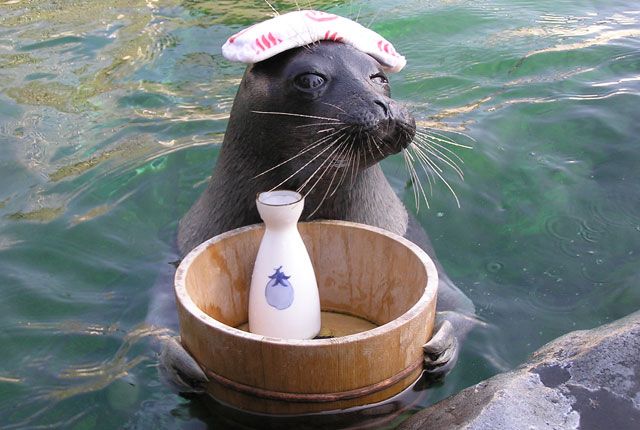 箱根園水族館　----- まんまるな身体にクリクリな目、しぐさも泳ぎ方も可愛らしい,世界でも珍しい、淡水に棲むバイカルアザラシ -----