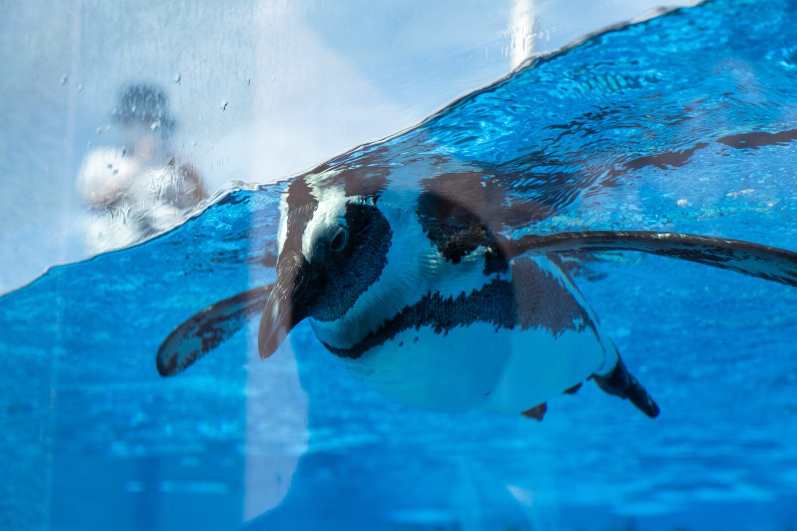 「四国水族館」お洒落な人気スポットです。