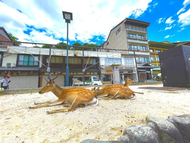 宮島には、鹿もいます！寮の前に鹿がいることも！？