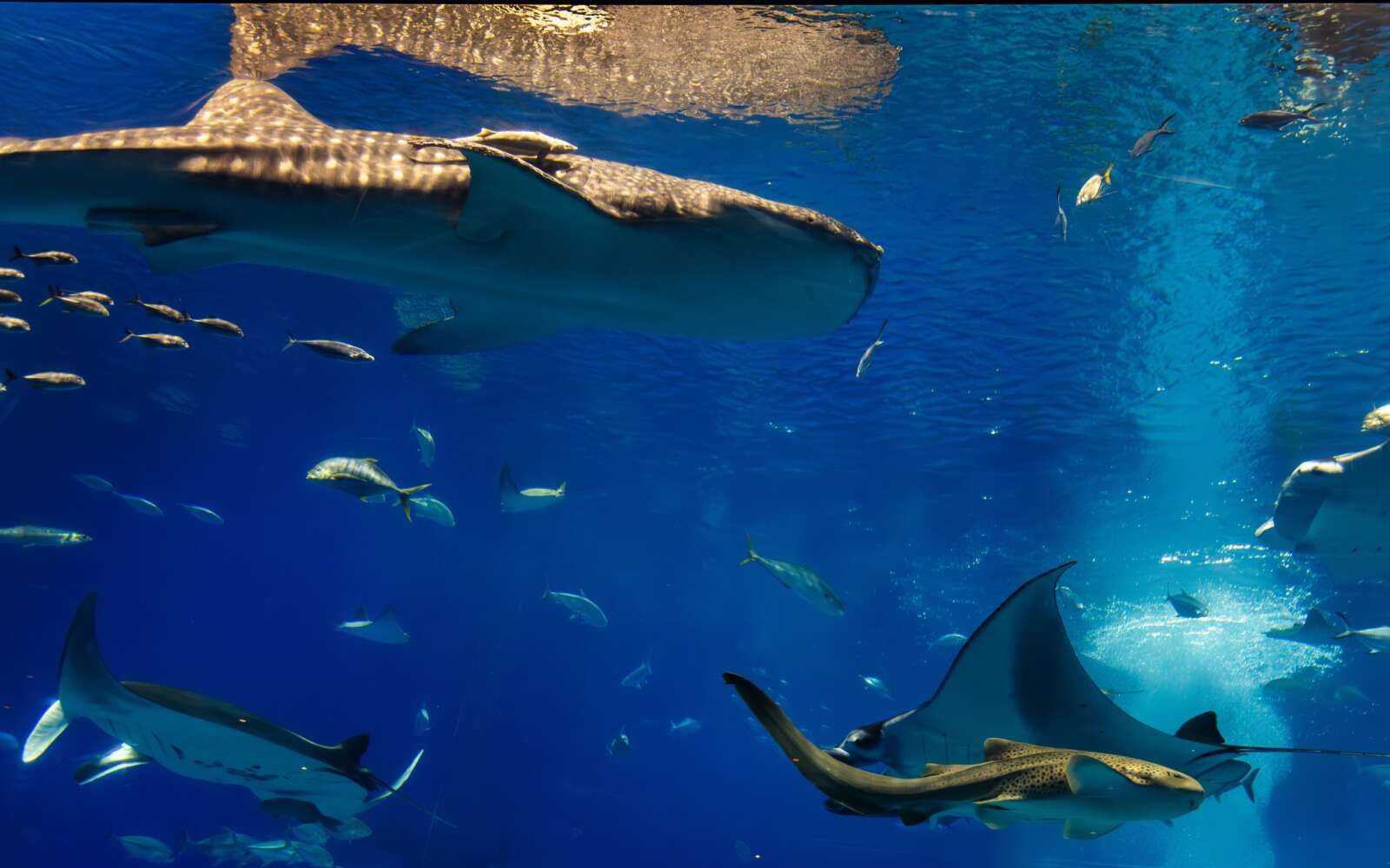 沖縄美ら海水族館は、世界有数の水族館です。メインの「黒潮の海」大水槽ではジンベエザメやナンヨウマンタが泳いでます！施設からも車で20分ほど！