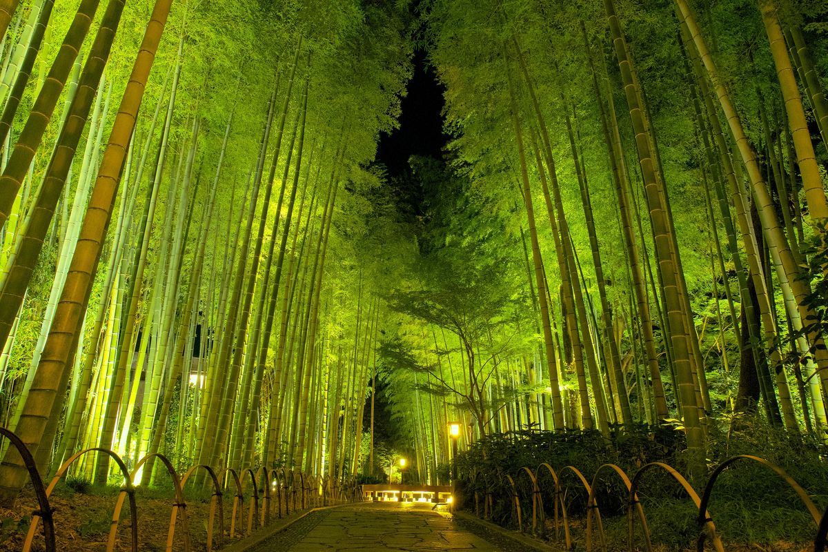 修善寺の竹林