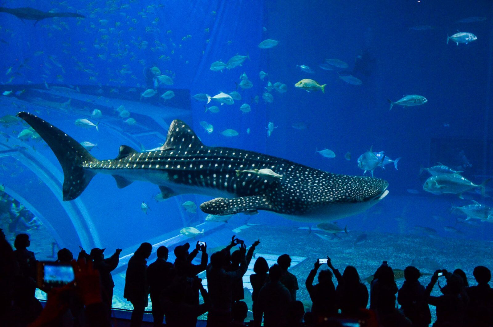 沖縄美ら海水族館は、世界有数の水族館です。メインの「黒潮の海」大水槽ではジンベエザメやナンヨウマンタが泳いでます！施設からも車で20分ほど！