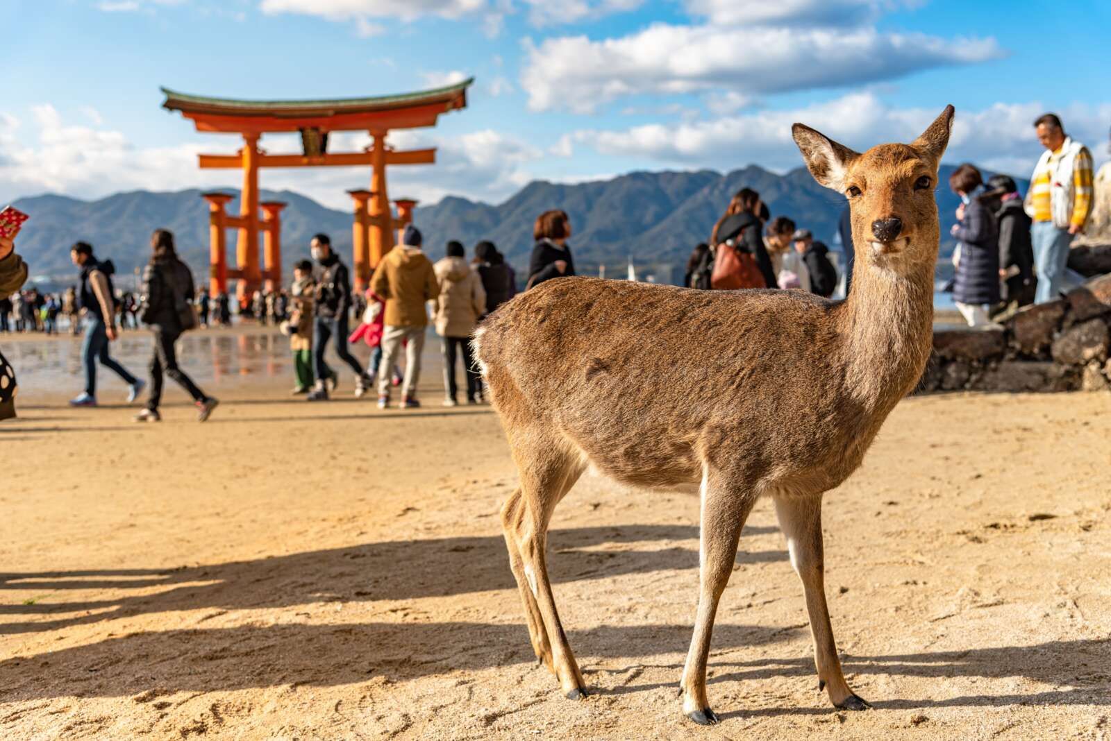 宮島には鹿もいます！スタッフ様曰く、寮の目の前にいたことも、、、！