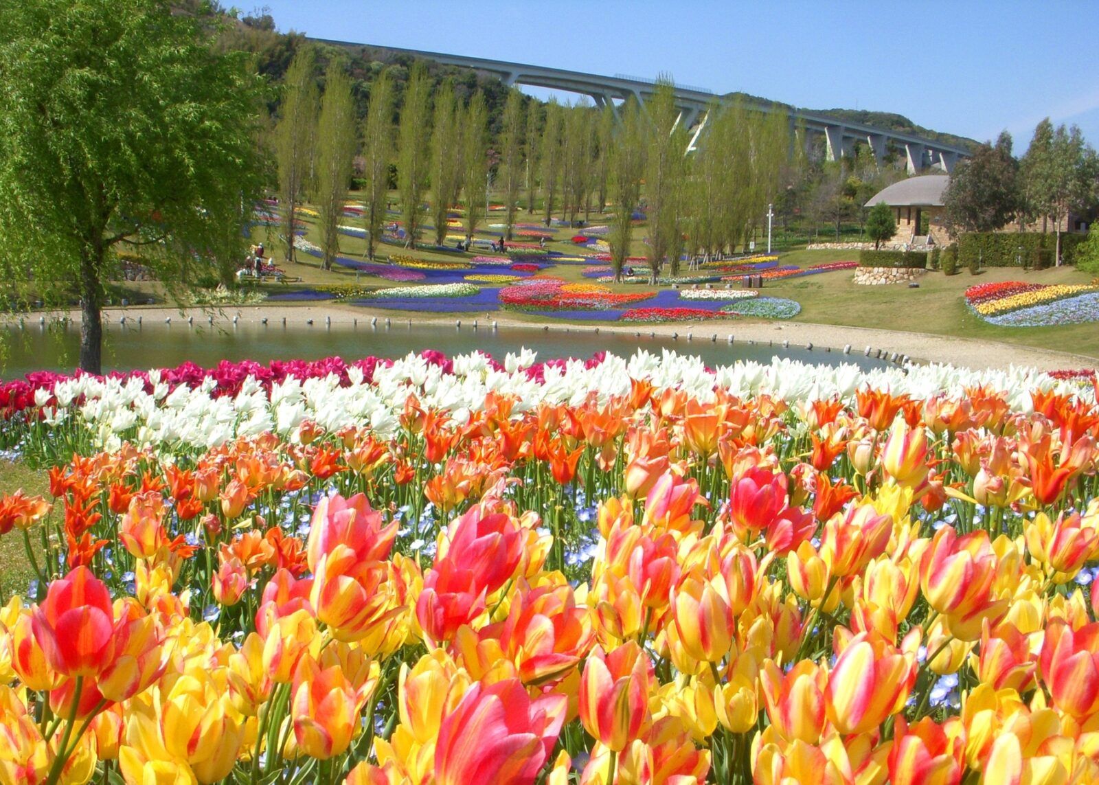 明石海峡公園のお花畑