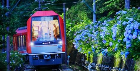 【箱根のあじさい】電車から眺めるあじさいはまた違う味がある♪