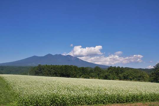 きっといやなことも晴れ晴れとした心にしれくれる♪