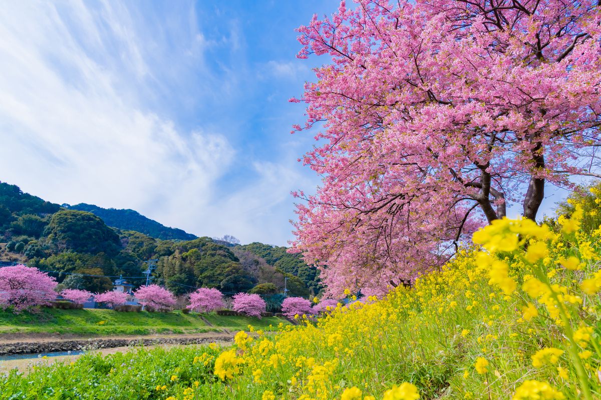 河津桜