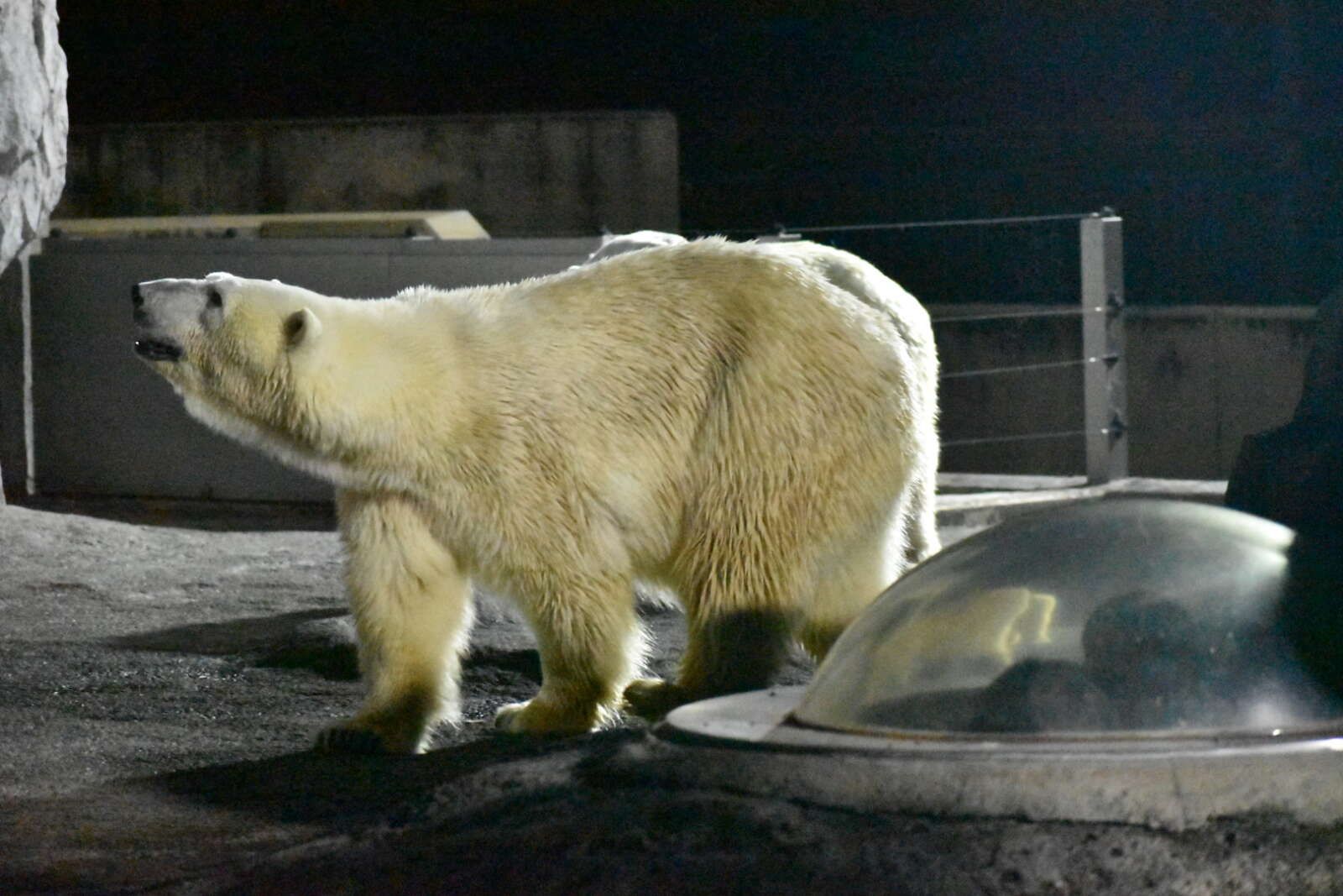 休日は旭川動物園