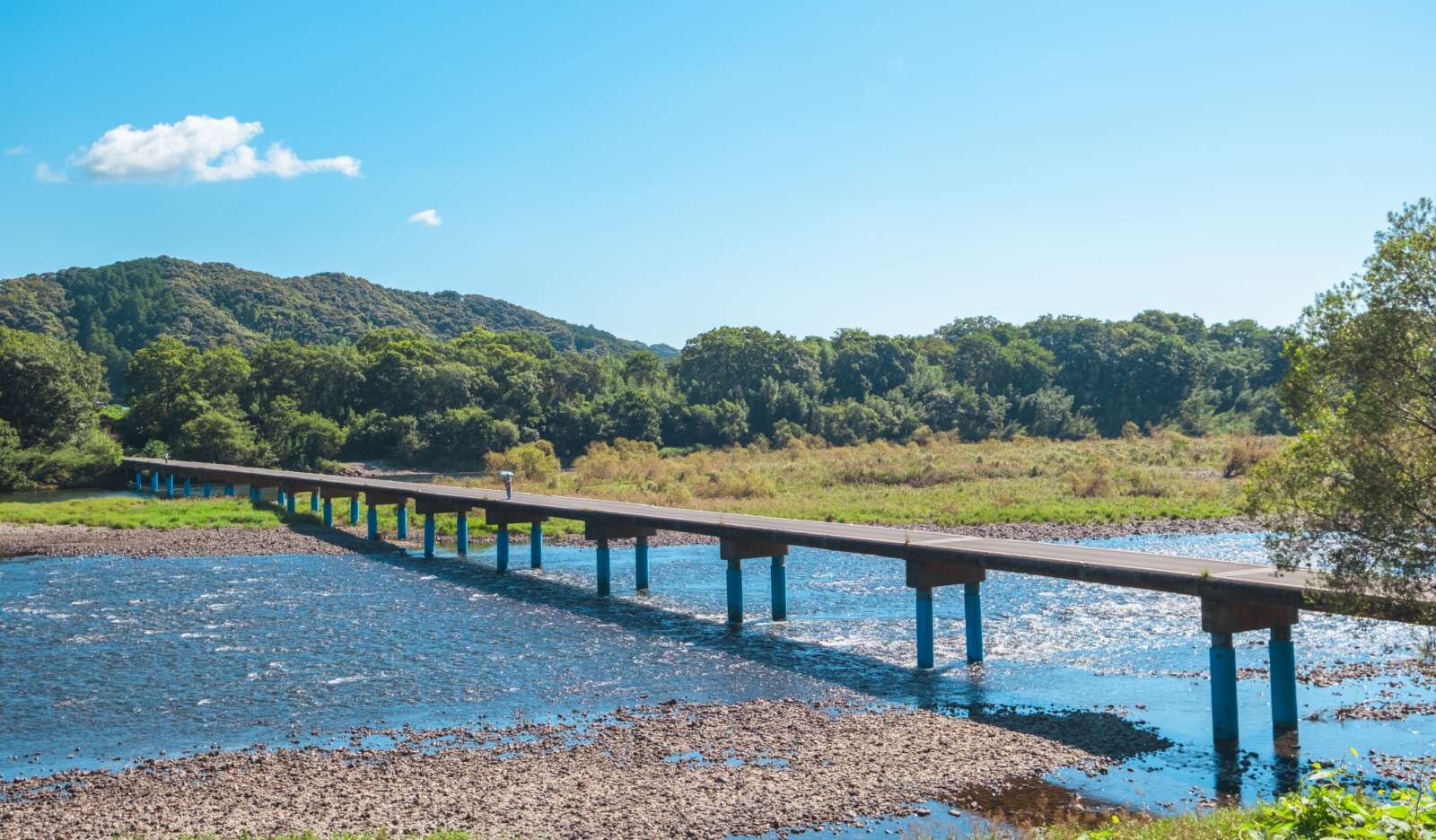 四万十川は水質が非常に良好で、天然アユやウナギなどの生態系