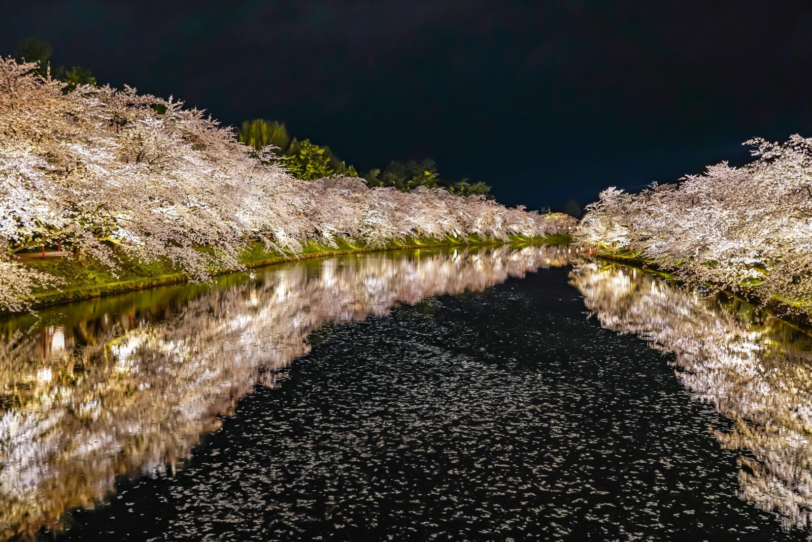 弘前の桜
