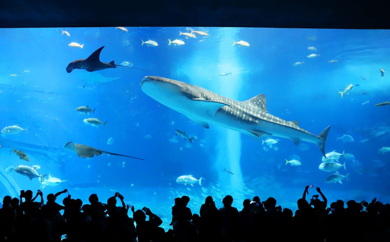 「美ら海水族館」楽々アクセス可能！是非観光してください！