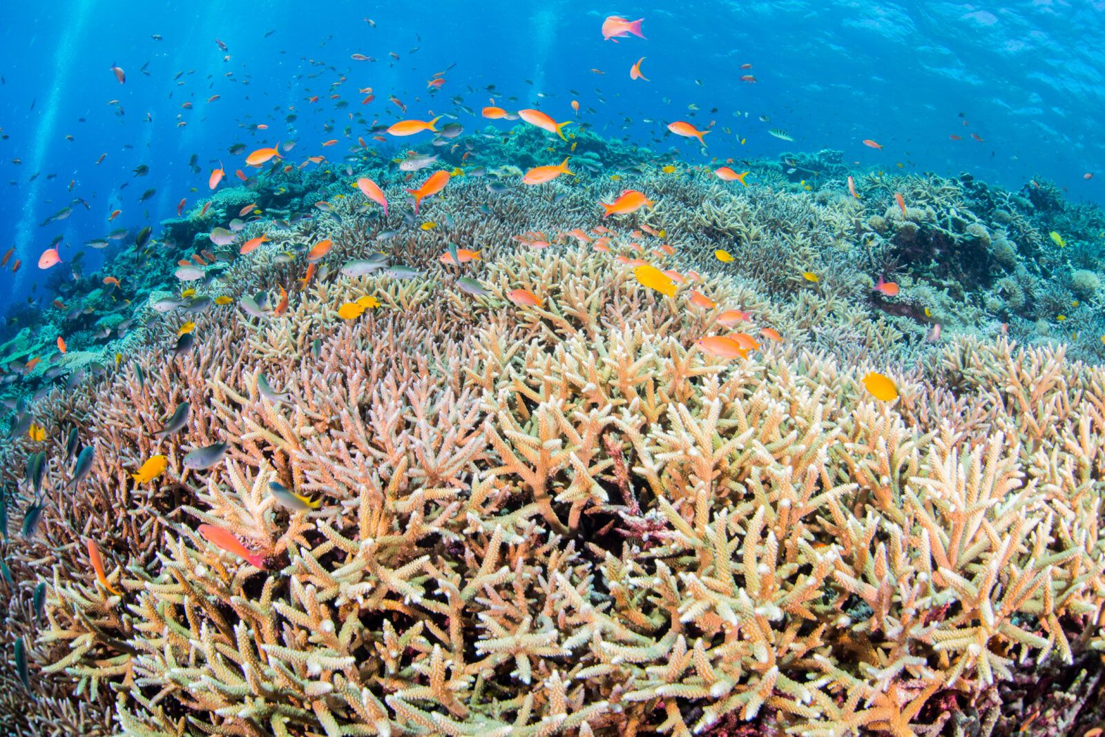 沖縄の海はのサンゴの楽園として知られ、約360種のサンゴを見ることができます。﻿