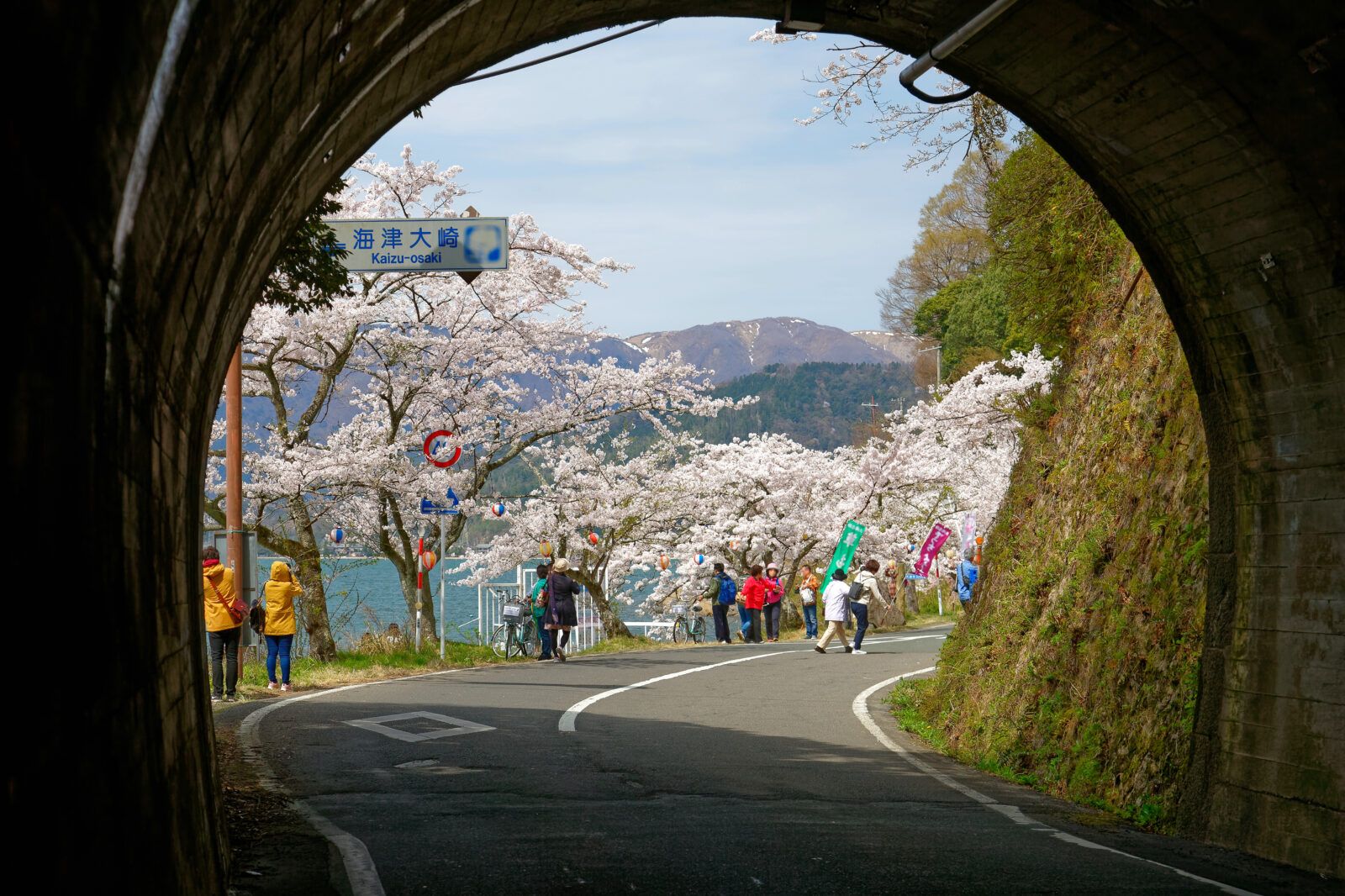 - 観光 - 『海津大崎』　桜の名所。施設から車で1時間ほどです！