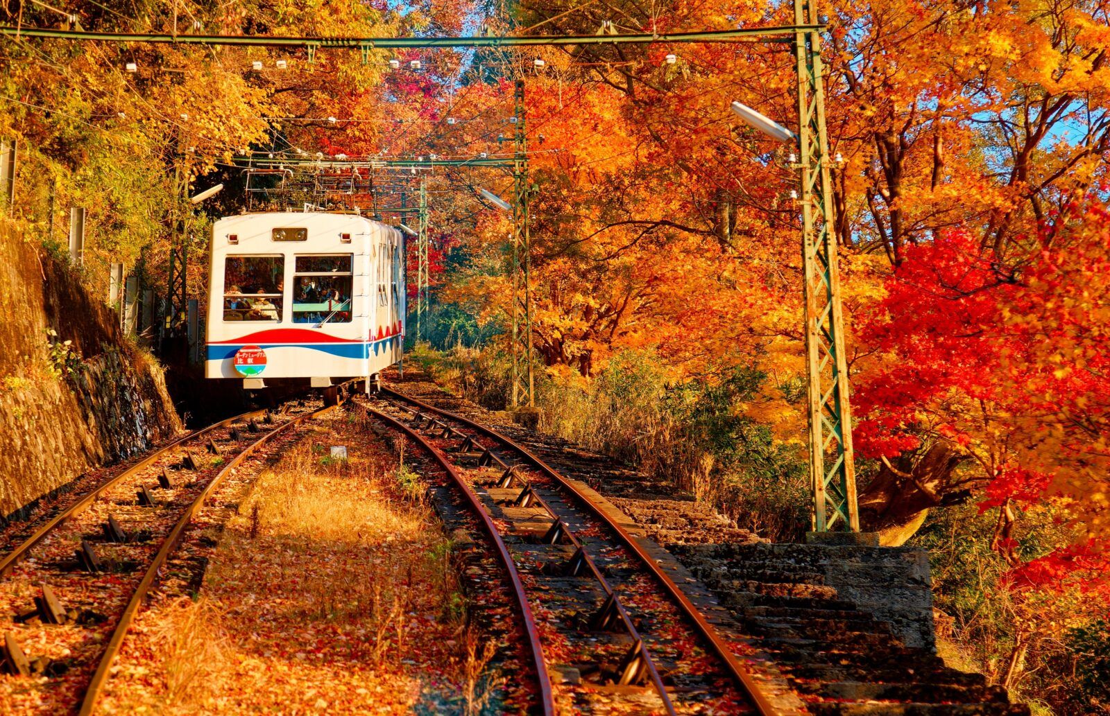 - 観光 -　京阪電車×紅葉　