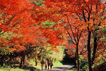 【養老渓谷】春はツツジ、フジ、秋には雑木の紅葉が美しく、ハイキングにも最適。