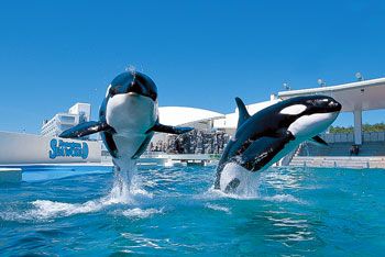【鴨川シーワールド】シャチのパフォーマンスが人気の海洋生物を集めたアミューズメントパーク。