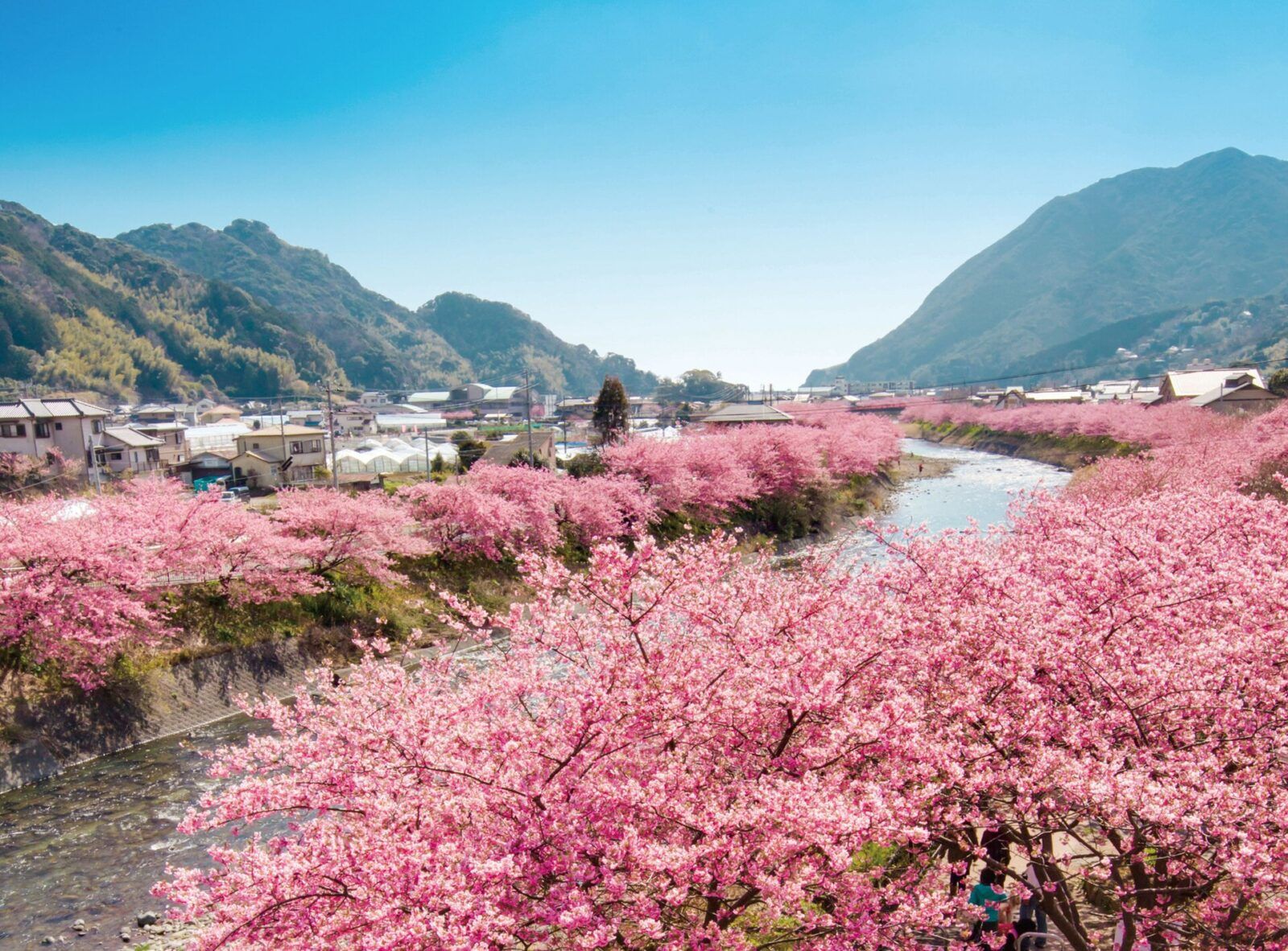 【見頃2月～】河津桜　徒歩3分
