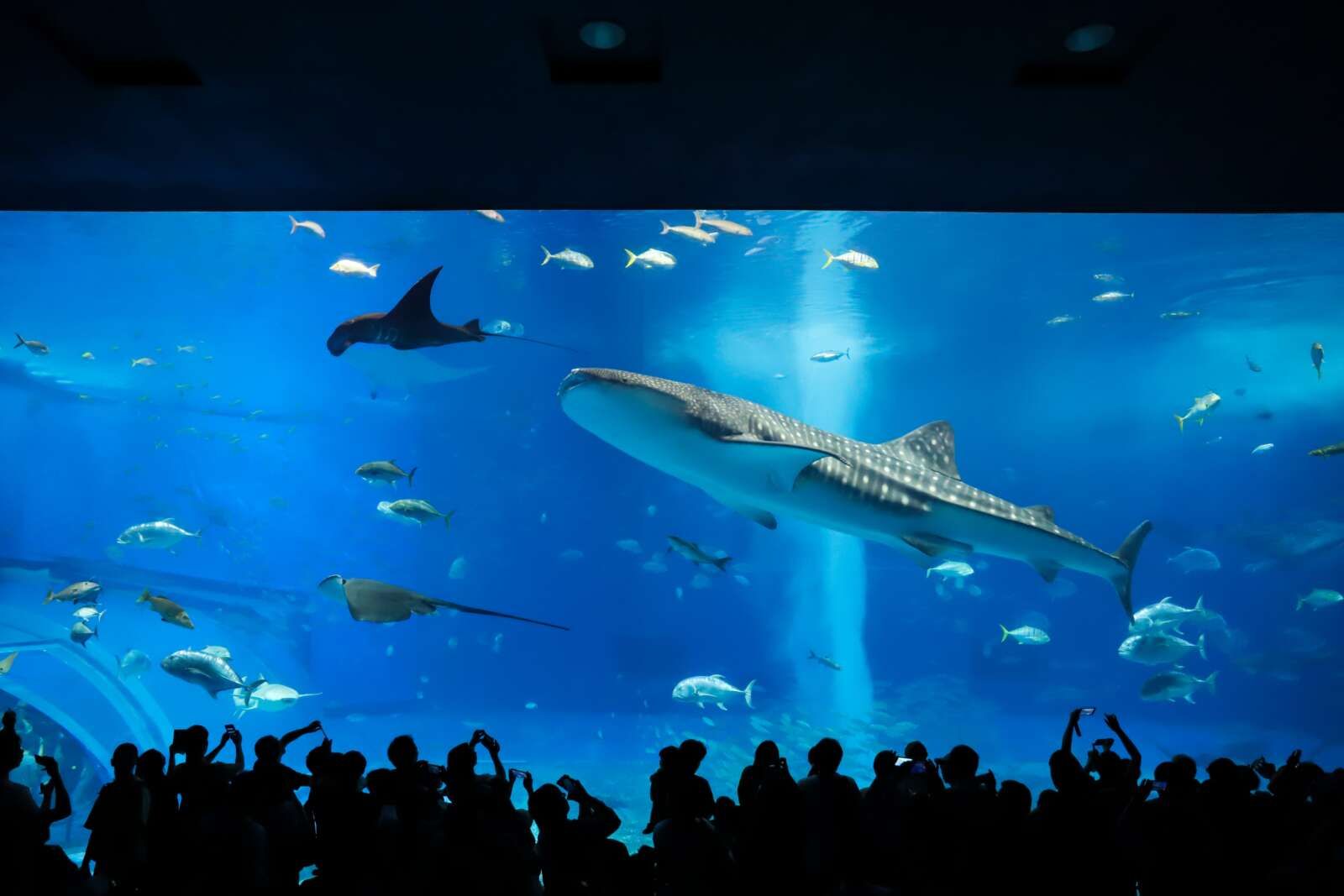 美ら海水族館まではお車で45分程でアクセス可能！