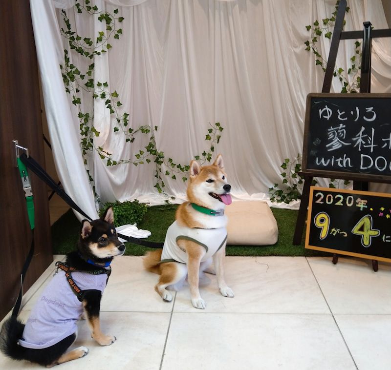 たくさんの犬種に会えますよ！