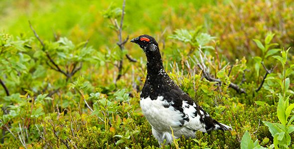 珍しい雷鳥ウォッチングもできるかも！？