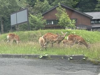 鹿やキツネにも会えますよー！