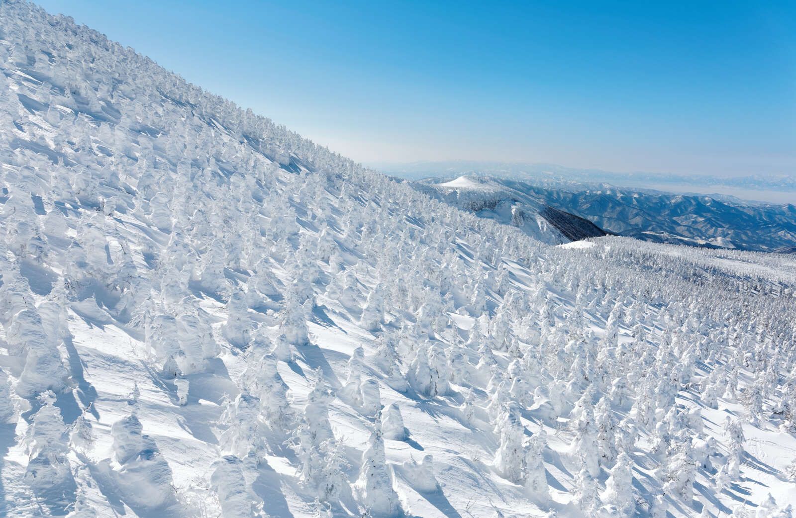 蔵王の樹氷