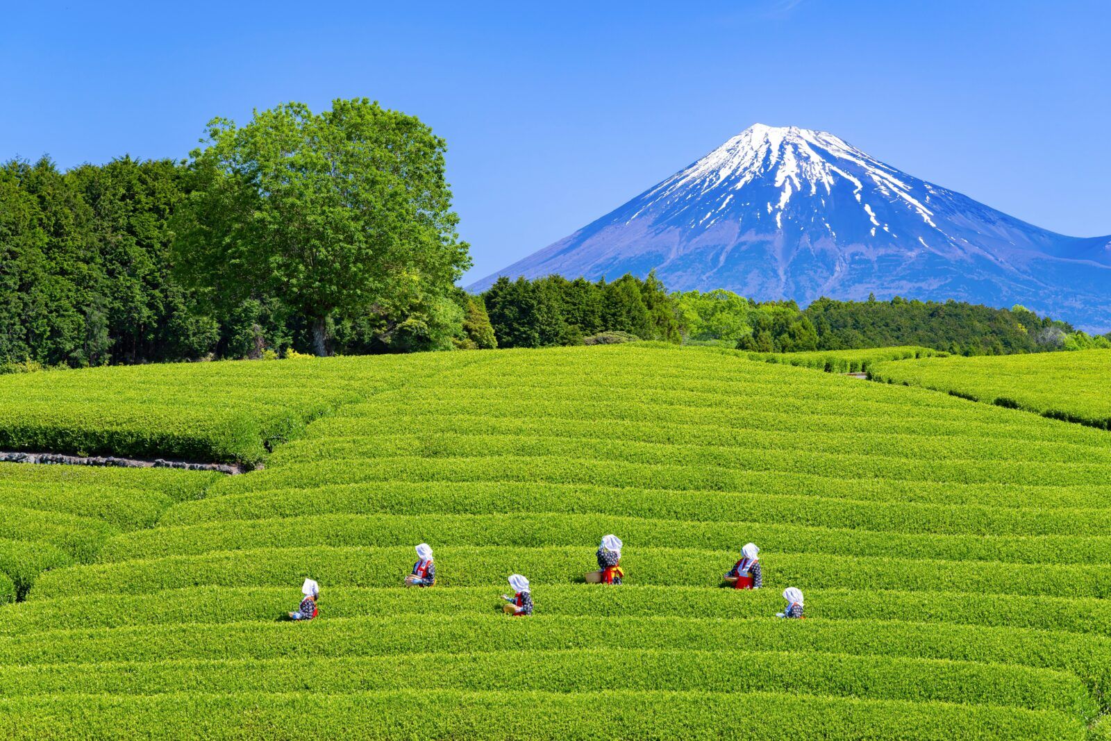 【静岡といえば...】お茶と富士山！