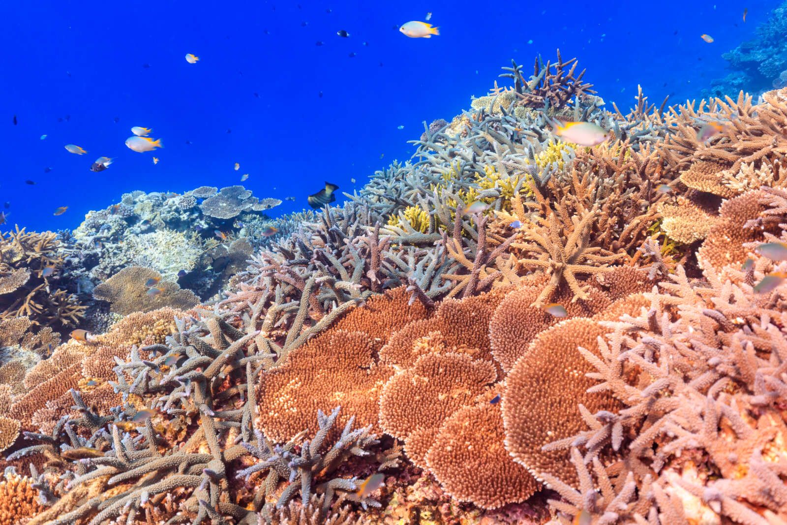 石垣島はほんとに海がきれいです！