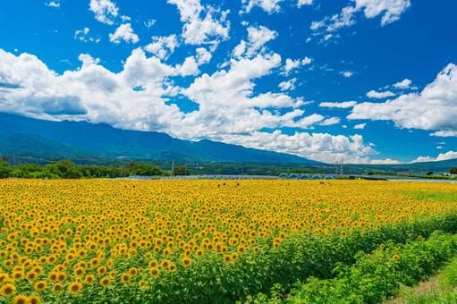 「明野村のひまわり畑」はインスタ映え抜群◎