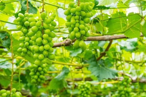 山梨といえばぶどう！！