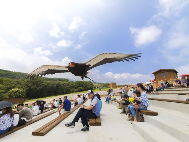 那須動物王国：動物との距離が近い体験型テーマパーク カンガルー、アルパカ、ワオキツネザル、レッサーパンダなど、多種多様な動物に直接触れられるふれあい体験が人気。
