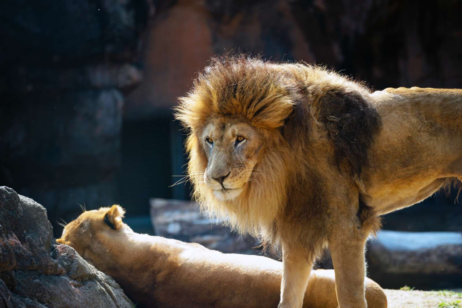 天王寺動物園も近くにはございます！！