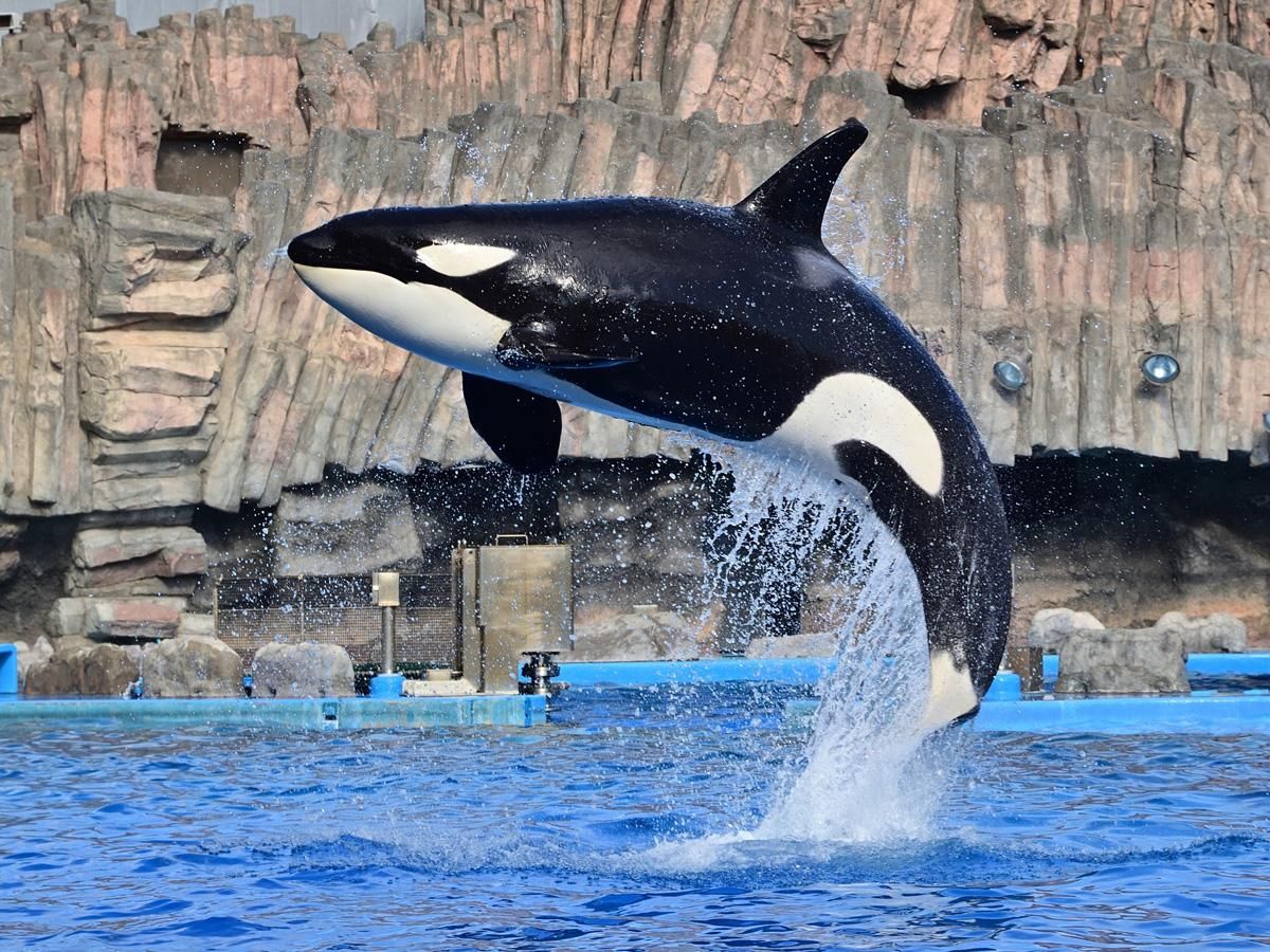 休日は名古屋港水族館へ！日本最大級のシャチやイルカを見ることが出来ますよ！