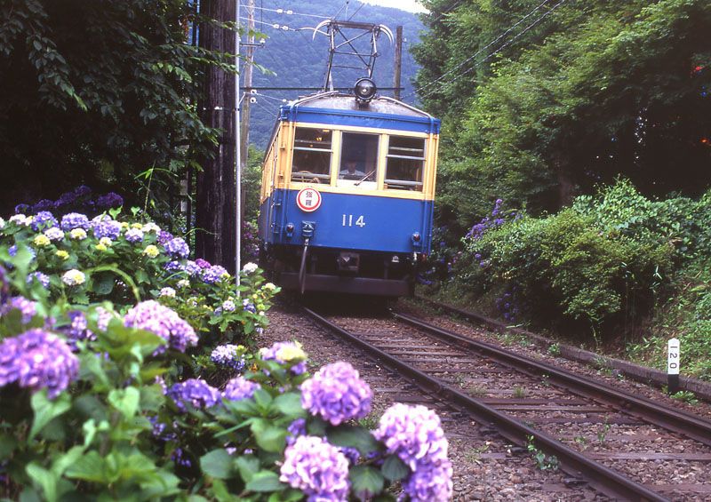 あじさい電車