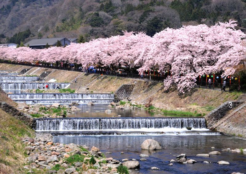 宮城野　早川堤の桜