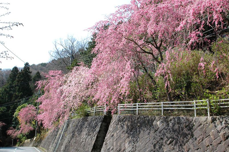 大平台の桜と大平台温泉まつり