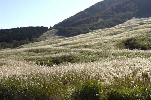 仙石原のすすき草原