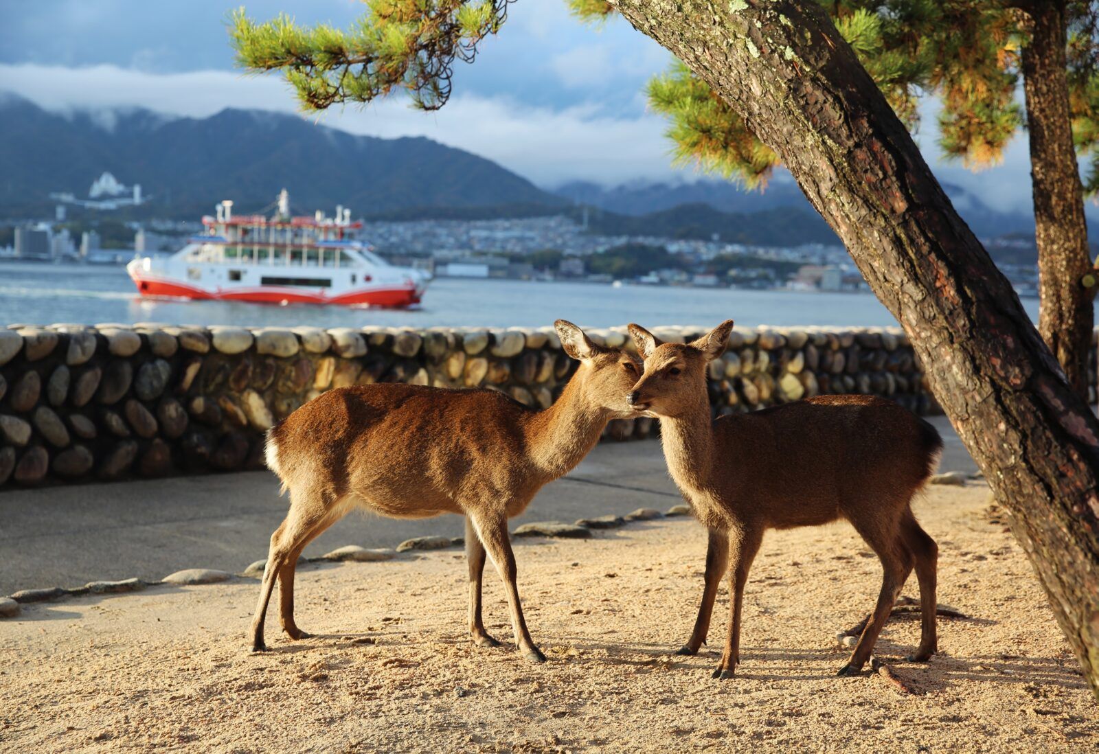 宮島には、鹿もいます！寮の前に鹿がいることも！？